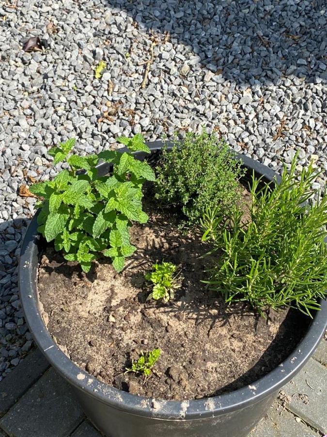 أويسترفايك Chalet Valkenbosch Groenvink 85 المظهر الخارجي الصورة